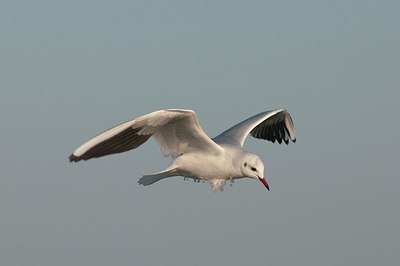 BUITEN BEELD Foto: 165338