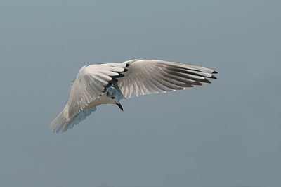 BUITEN BEELD Foto: 165339