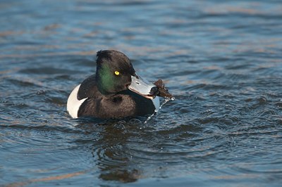 BUITEN BEELD Foto: 165341