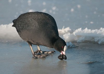 BUITEN BEELD Foto: 165343