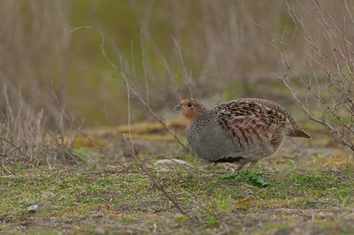 BUITEN BEELD Foto: 165350