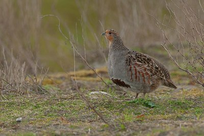 BUITEN BEELD Foto: 165351