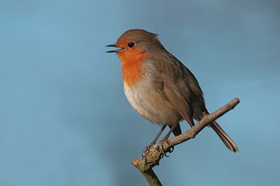 BUITEN BEELD Foto: 165355