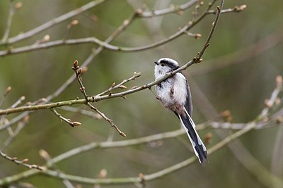 BUITEN BEELD Foto: 165432
