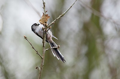 BUITEN BEELD Foto: 165434