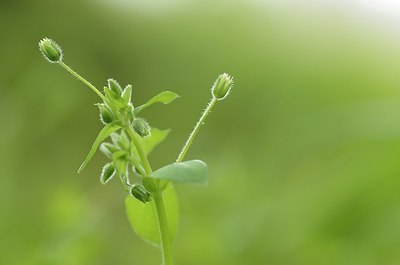 BUITEN BEELD Foto: 165480