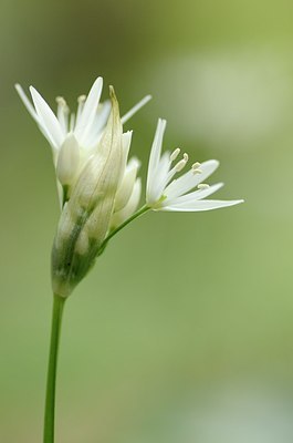 BUITEN BEELD Foto: 165483