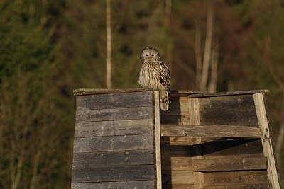 BUITEN BEELD Foto: 165484