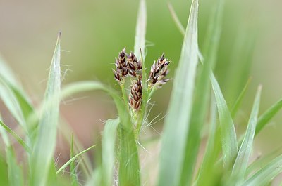 BUITEN BEELD Foto: 165499