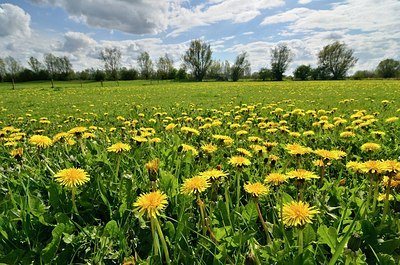 BUITEN BEELD Foto: 165505