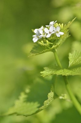 BUITEN BEELD Foto: 165511