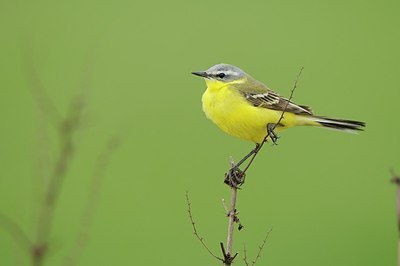 BUITEN BEELD Foto: 165513