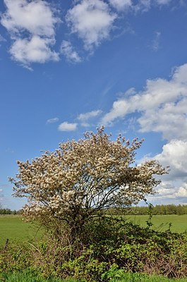 BUITEN BEELD Foto: 165515
