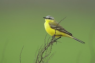 BUITEN BEELD Foto: 165516