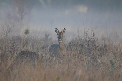 BUITEN BEELD Foto: 165545