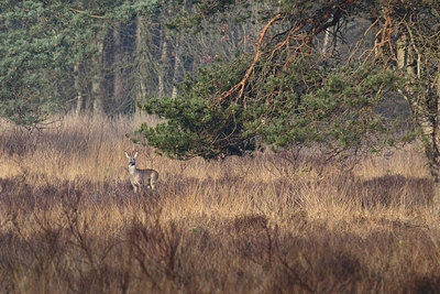 BUITEN BEELD Foto: 165547