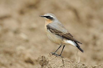BUITEN BEELD Foto: 165561