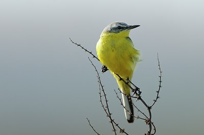 BUITEN BEELD Foto: 165565