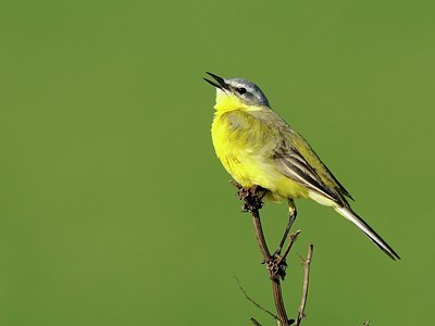 BUITEN BEELD Foto: 165567