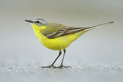BUITEN BEELD Foto: 165570