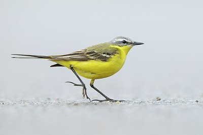 BUITEN BEELD Foto: 165573