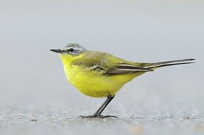 BUITEN BEELD Foto: 165574