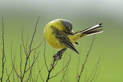 BUITEN BEELD Foto: 165575