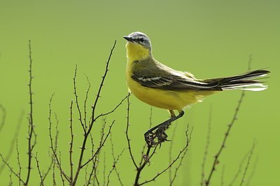 BUITEN BEELD Foto: 165577