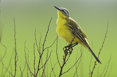 BUITEN BEELD Foto: 165580