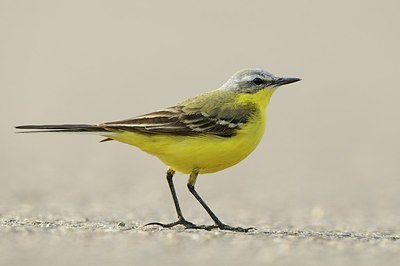 BUITEN BEELD Foto: 165583
