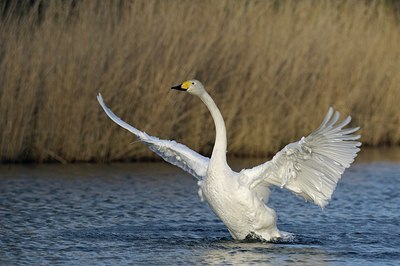 BUITEN BEELD Foto: 165584