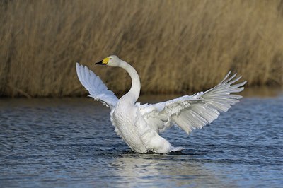 BUITEN BEELD Foto: 165586