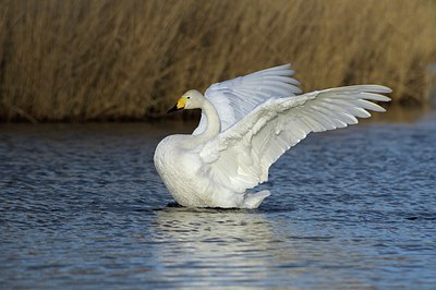 BUITEN BEELD Foto: 165587