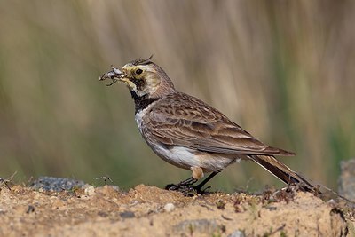 BUITEN BEELD Foto: 165592