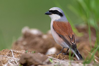 BUITEN BEELD Foto: 165598