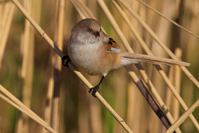 BUITEN BEELD Foto: 165611