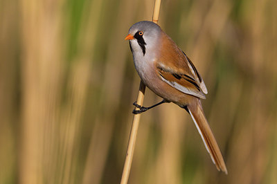 BUITEN BEELD Foto: 165613