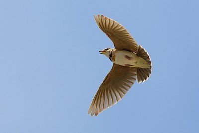 BUITEN BEELD Foto: 165625