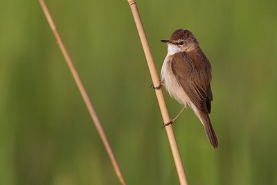 BUITEN BEELD Foto: 165642