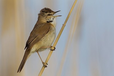 BUITEN BEELD Foto: 165648