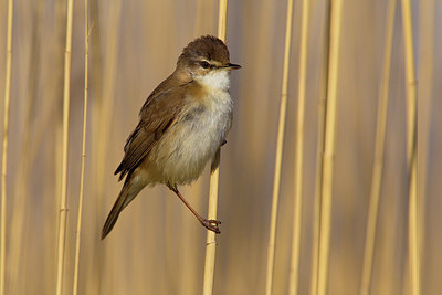 BUITEN BEELD Foto: 165651