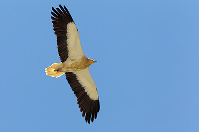 BUITEN BEELD Foto: 165660