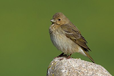 BUITEN BEELD Foto: 165668