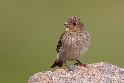 BUITEN BEELD Foto: 165672