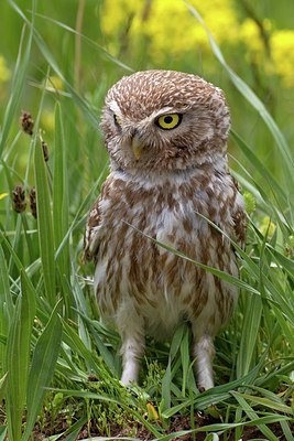 BUITEN BEELD Foto: 165677