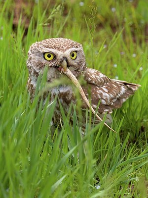 BUITEN BEELD Foto: 165684