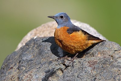 BUITEN BEELD Foto: 165749