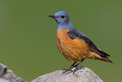BUITEN BEELD Foto: 165757