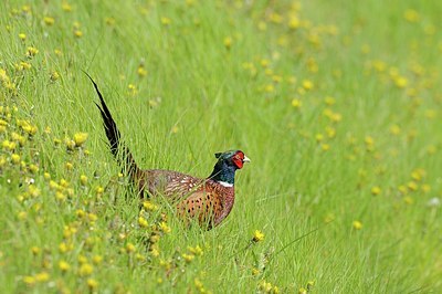 BUITEN BEELD Foto: 165761