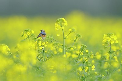 BUITEN BEELD Foto: 165763